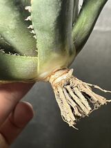 多肉植物　【特選】　アガベ　agave titanota チタノタ『海王』　1_画像8