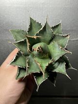 多肉植物　【特選】　アガベ　agave titanota チタノタ『海王』　1_画像6