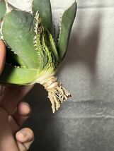 多肉植物　【特選】　アガベ　agave titanota チタノタ『海王』　3_画像7