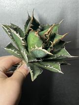 多肉植物　【特選】　アガベ　agave titanota チタノタ『海王』　4_画像3