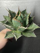 多肉植物　【特選】　アガベ　agave titanota チタノタ『海王』　4_画像5