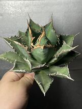 多肉植物　【特選】　アガベ　agave titanota チタノタ『海王』　4_画像4