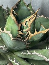 多肉植物　【特選】　アガベ　agave titanota チタノタ『海王』　4_画像7