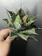 多肉植物　【特選】　アガベ　agave titanota チタノタ『海王』　4_画像1