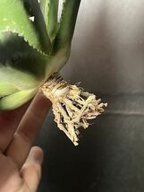 多肉植物　【特選】　アガベ　agave titanota チタノタ『海王』　4_画像8