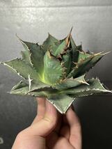 多肉植物　【特選】　アガベ　agave titanota チタノタ『海王』　5_画像4