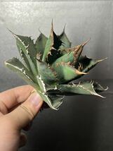 多肉植物　【特選】　アガベ　agave titanota チタノタ『海王』　5_画像1