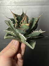 多肉植物　【特選】　アガベ　agave titanota チタノタ『海王』　7_画像2