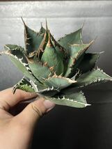多肉植物　【特選】　アガベ　agave titanota チタノタ『海王』　8_画像2