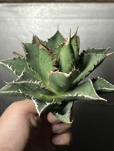 多肉植物　【特選】　アガベ　agave titanota チタノタ『海王』　9_画像6