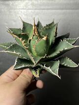 多肉植物　【特選】　アガベ　agave titanota チタノタ『海王』　9_画像3