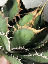 多肉植物　【特選】　アガベ　agave titanota チタノタ『海王』　10_画像7