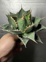 多肉植物　【特選】　アガベ　agave titanota チタノタ『海王』　10_画像4