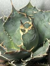 多肉植物　【特選】　アガベ　agave titanota チタノタ『白鯨』　7_画像7