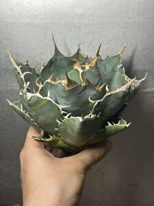  суккулентное растение [ специальный отбор ] агава agave titanotachitanota[ белый .] 7