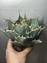 多肉植物　【特選】　アガベ　agave titanota チタノタ『白鯨』　8_画像3