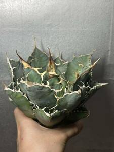 多肉植物　【特選】　アガベ　agave titanota チタノタ『白鯨』　10