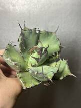 多肉植物　【特選】　アガベ　agave titanota チタノタ『黒鯨』　1_画像1