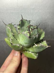 多肉植物　【特選】　アガベ　agave titanota チタノタ『黒鯨』　4