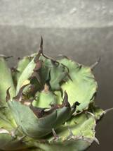 多肉植物　【特選】　アガベ　agave titanota チタノタ『黒鯨』　5_画像6