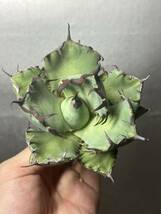 多肉植物　【特選】　アガベ　agave titanota チタノタ『黒鯨』　5_画像5