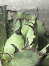 多肉植物　【特選】　アガベ　agave titanota チタノタ『黒鯨』　6_画像6