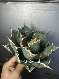 多肉植物　【特選】　アガベ　agave titanota チタノタ『白鯨』　強棘 2