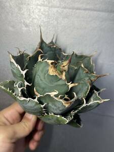 多肉植物　【特選】　アガベ　agave titanota チタノタ『白鯨』　強棘 7