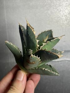 多肉植物　【特選】　アガベ　agave titanota チタノタ『狼人』　2