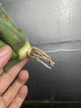 多肉植物　【特選】　アガベ　agave titanota チタノタ『狼人』　4_画像7