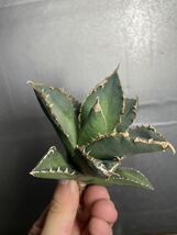 多肉植物　【特選】　アガベ　agave titanota チタノタ『狼人』　4_画像6