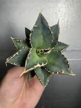 多肉植物　【特選】　アガベ　agave titanota チタノタ『狼人』　4_画像1