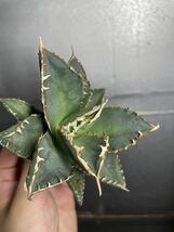 多肉植物　【特選】　アガベ　agave titanota チタノタ『狼人』　4_画像5