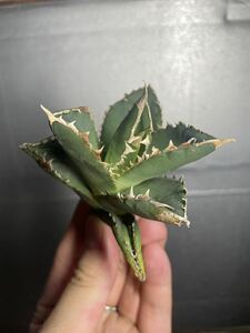 多肉植物　【特選】　アガベ　agave titanota チタノタ『狼人』　5