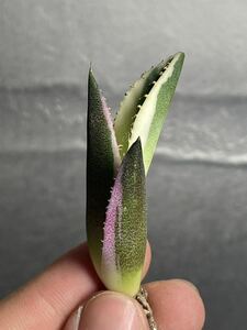 多肉植物　【特選】　アガベ　agave titanota チタノタ『スナグルトゥース』　4