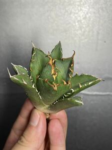 多肉植物　【特選】　アガベ　agave titanota チタノタ『鬼爪 雪峰 』　陽炎 強棘 極上美株 激レア1