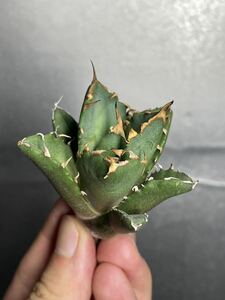 多肉植物　【特選】　アガベ　agave titanota チタノタ『鬼爪 雪峰 』　陽炎 強棘 極上美株 激レア2