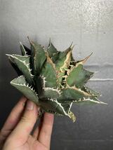 多肉植物　【特選】　アガベ　agave titanota チタノタ『海王』　2_画像1