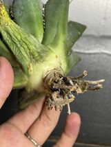 多肉植物　【特選】　アガベ　agave titanota チタノタ『海王』　2_画像7