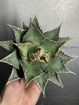 多肉植物　【特選】　アガベ　agave titanota チタノタ『海王』　2_画像5