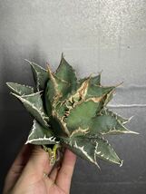 多肉植物　【特選】　アガベ　agave titanota チタノタ『海王』　2_画像3