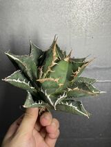 多肉植物　【特選】　アガベ　agave titanota チタノタ『海王』　2_画像4