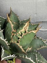 多肉植物　【特選】　アガベ　agave titanota チタノタ『海王』　2_画像6