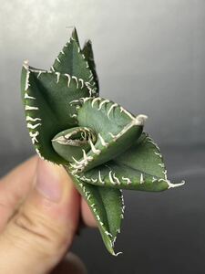 多肉植物　【特選】　アガベ　agave titanota チタノタ『南アフリカダイヤモンド』　2