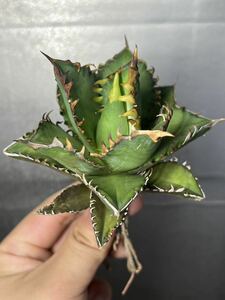 多肉植物　【特選】　アガベ　agave titanota チタノタ『レッドキャットウィーズル 』　1