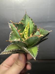 多肉植物　【特選】　アガベ　agave titanota チタノタ『レッドキャットウィーズル 』　4