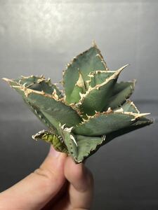 多肉植物　【特選】　アガベ　agave titanota チタノタ『狼人』　5