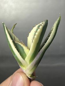 多肉植物　【特選】　アガベ　agave titanota チタノタ『スナグルトゥース』　2