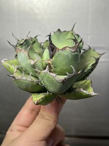 多肉植物　【特選】　アガベ　agave titanota チタノタ『黒鯨』　濃黒棘 1