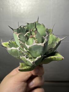 多肉植物　【特選】　アガベ　agave titanota チタノタ『黒鯨』　濃黒棘 2